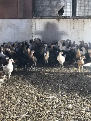 دجاج عماني( الدار )  جاهز للذبح البيع بالجملة والمفرق
