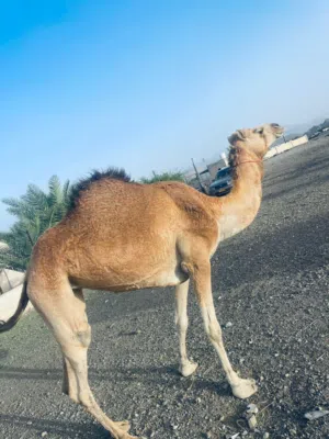 ناقه حايل للبيع