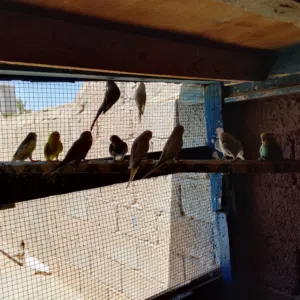 ثلاثه كوبيات وثلاثه اناتي وواحد انتاج يطير
