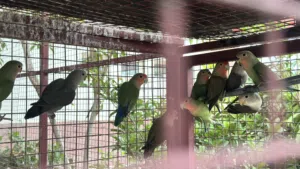 ببغاء روز محلي جودة