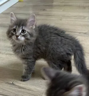 Norwegian kittwn