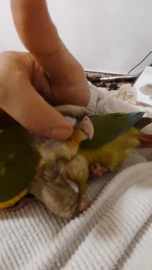 ببغاء كنيور سينامون فل الفل ترويض تناديه يجيك إنتاج ليبي مخوص