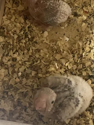 للبيع زغلولين باينابول كنيور هاي ريد للتاكيل اليدوي والتدريب