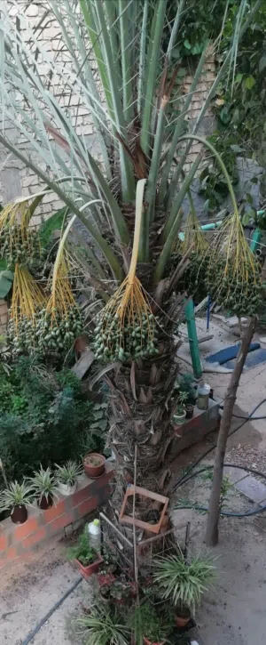نخله برنصي درجه للبيع