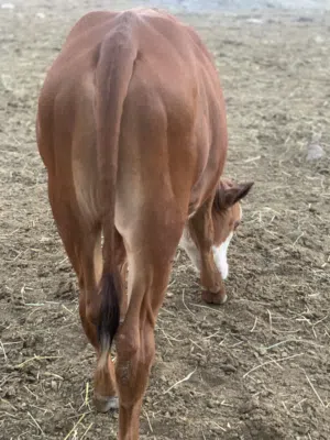 فعور مهجن 5 / 6 اشهر