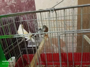 ‏طيور‏2