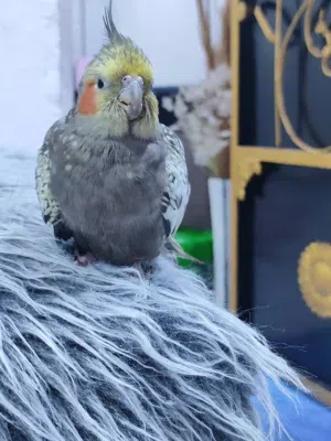 مطلوبب كوكتيل أليف ذكر في الزبير