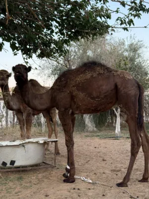 قعدان وطنيات