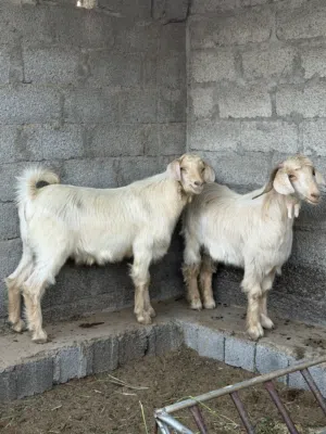 للبيع جدايا جموديات