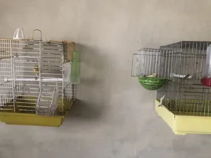 Birds0