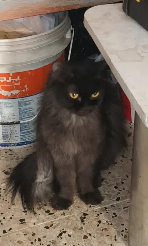 My name is Diana please don't hurt me whomever takes me