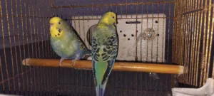 كوبيا بقالينو حاجة نظيفة الله يبارك
