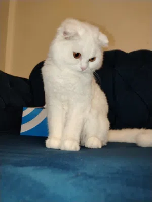 قطه سكوتش فول