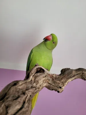 Green parrot fully hand tamed very friendly whistling and color of the parrots are so fresh.