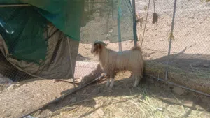 تيس للبيع  جبالي