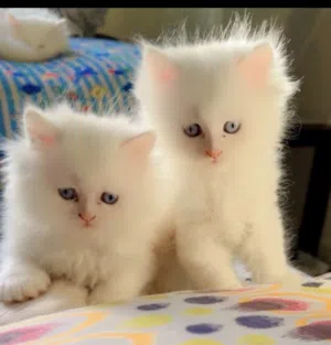 Turkish angora