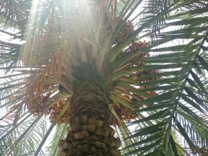 طناء نخيل بأسعار تناسب الجميع