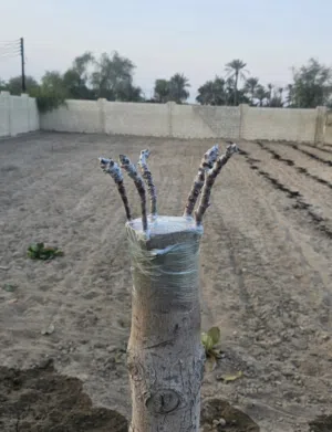 تطعيم و اكثار الاشجار