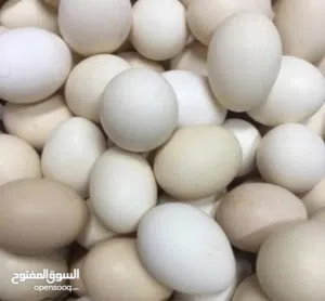 بيض عماني إنتاج المزرعه