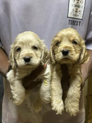 Puppy Cocker Spaniard