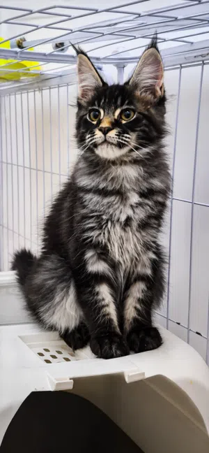 pure main coon kitten ماين كون اصلي