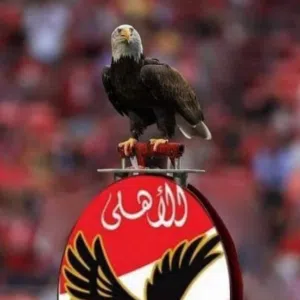 Mohamed Gamal