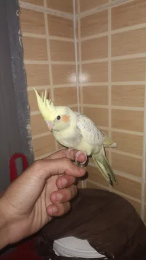كوكتيل اليف للبيع
