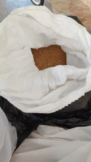 متوفر بذر قت عماني