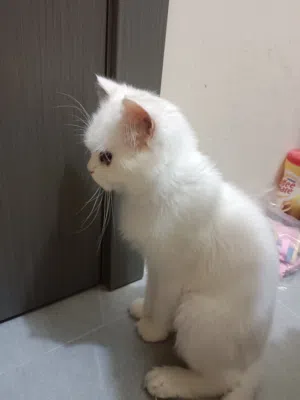 Persian male cat for adoption