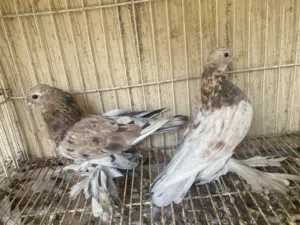 كوبية خوت العش هزازات