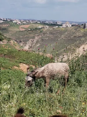 حمار غنم عاقل جدا للبيع