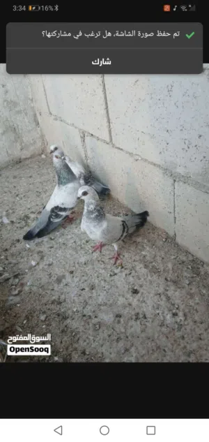 جوزين حمام نخب اول ذبابنه وبواز الشرا ما من قصر معاه