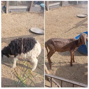 جعد للبيع سمان وسط