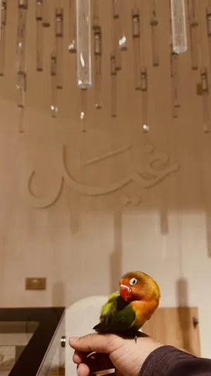 فشر اليف ذكر