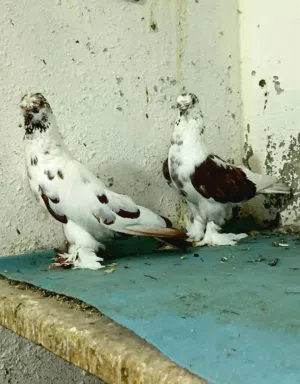 7 فحول طيور مطير اقرأ الوصف جيدا