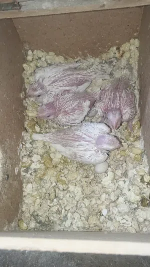 لعشاق الزق اليدوي اربع فراخ اخوان ككتيل اللبينو عين حمرا  العمر 25 يوم اكبر فرخ واصغر فرخ 21 يوم صحه