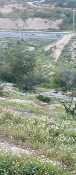 صل عالحبيب