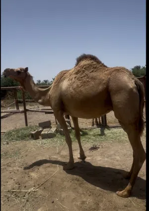 ناقة صغيرة سن محليه اضحية