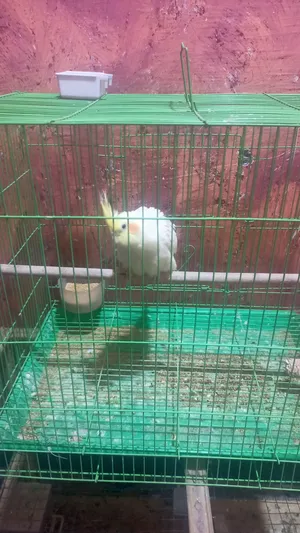 ‏ببغاء‏2
