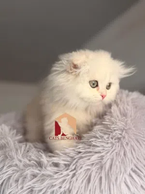 مـــتاح قـطط سـكوتش