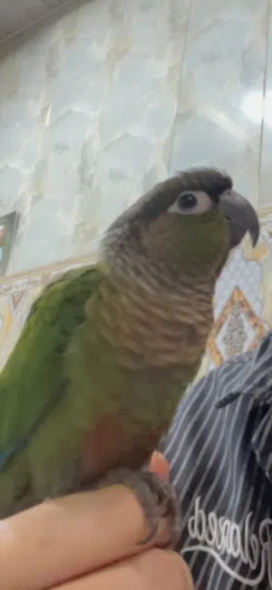 كنيور اليف للبيع