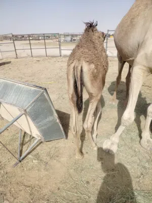 قعود سمين تحت أمه