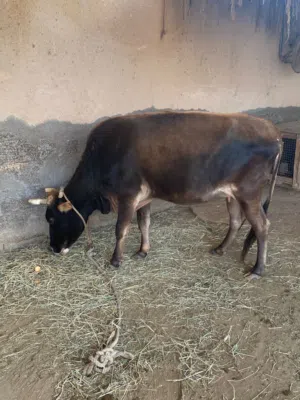 بقرة  جيرسي