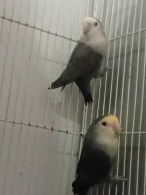 للبيع زوج لافبيرد منتج حط سعرك عجبني شيل