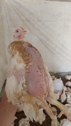مطلوب شريك لعنبر دجاج ابيض