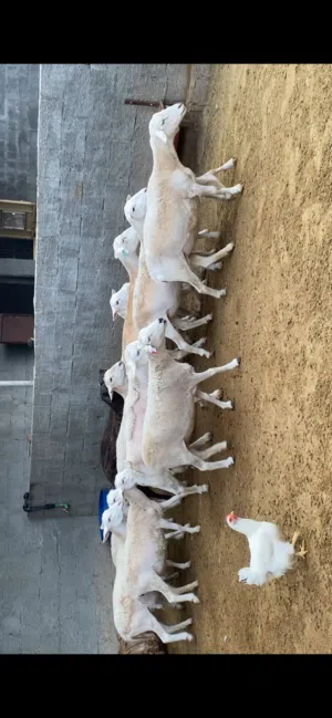 للبيع أغنام دوبر أفريقي بيور