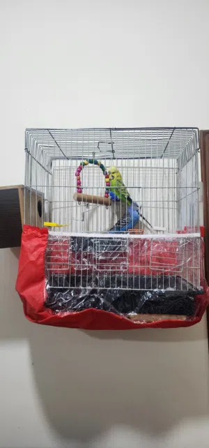 طيور حب انجليزي