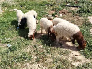 بسم الله ما شاء الله  موجود 6 عبر طيبات شوف عينك رويانات حليب صحه ونظافه موجودات المفرق طريق منشيه ب