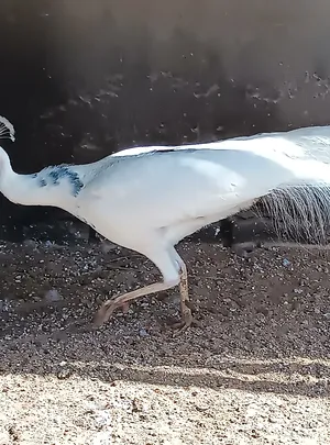 Birds2