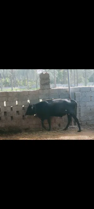 ثور وبقرة والدة واحدة للبيع